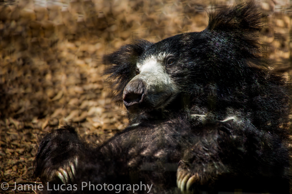 Sloth Bear