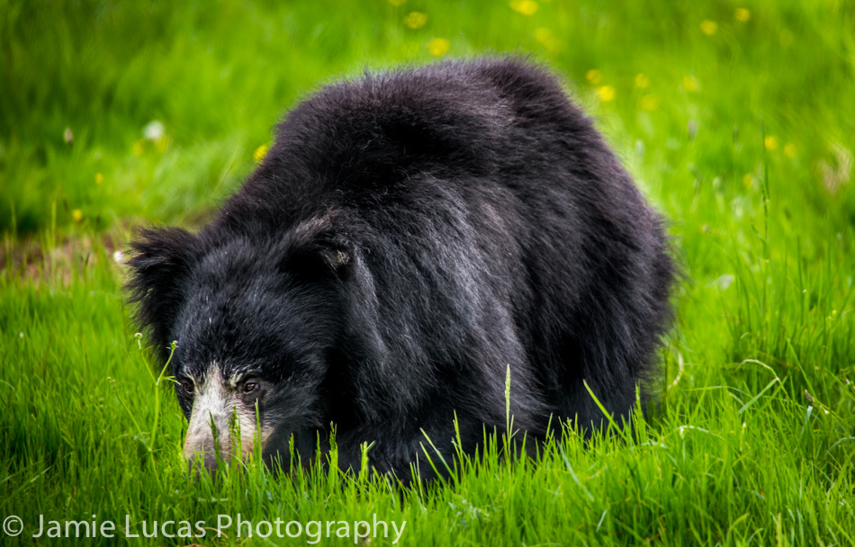 Sloth Bear