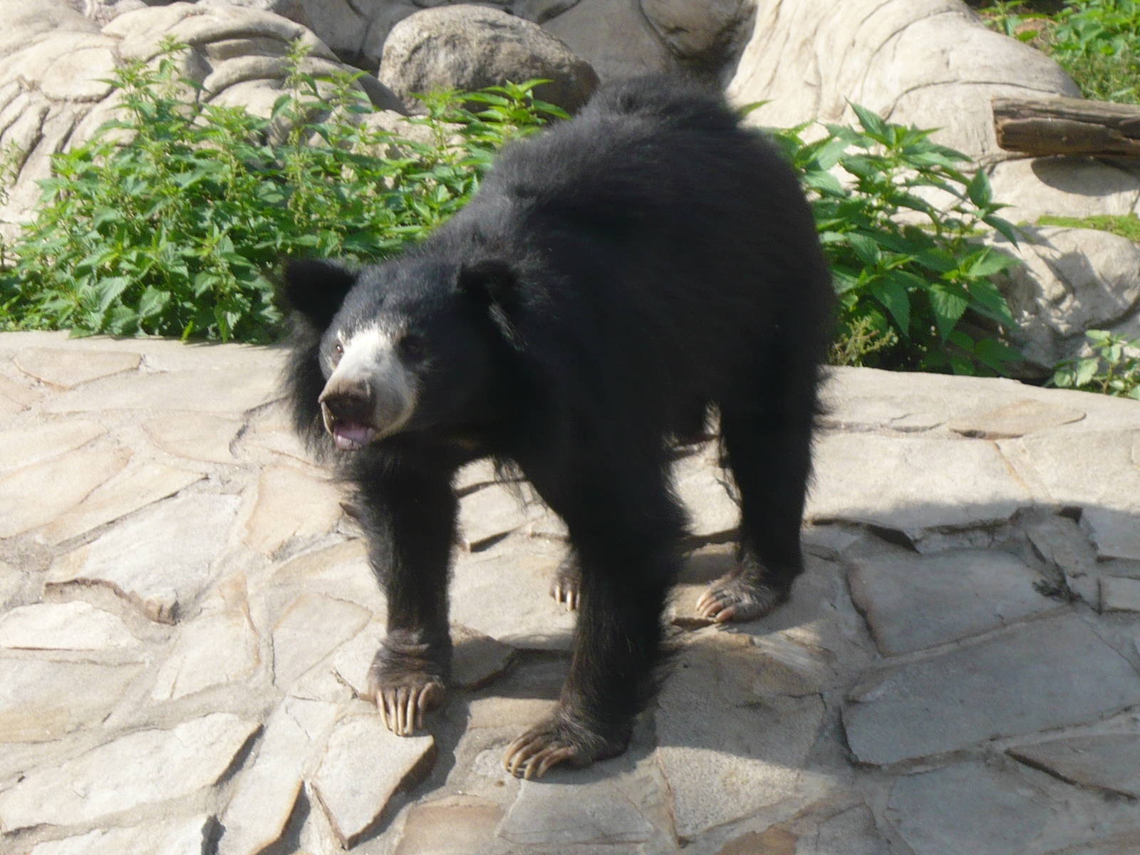 Sloth bear