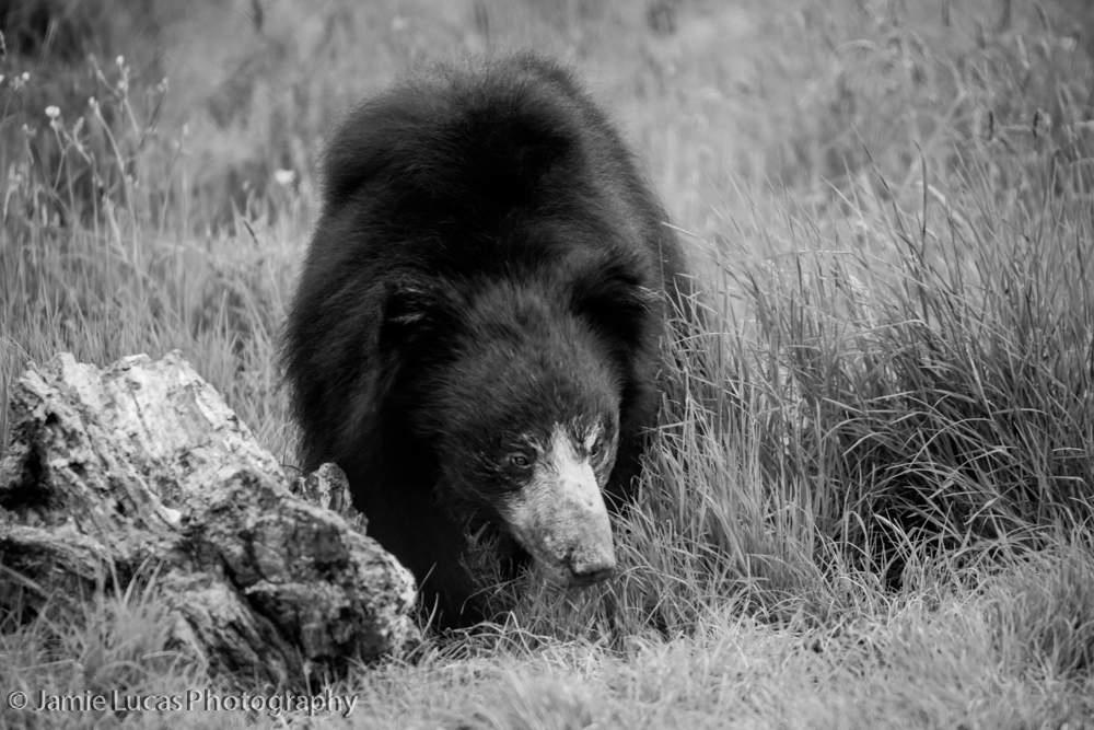 Sloth Bear
