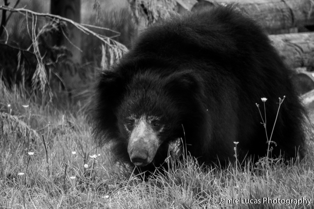 Sloth Bear