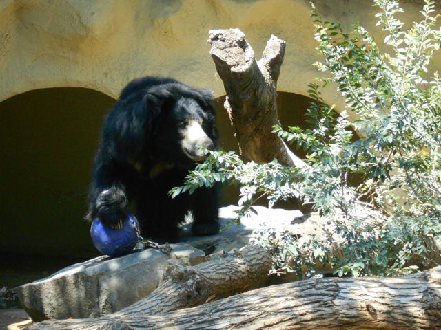 Sloth bear