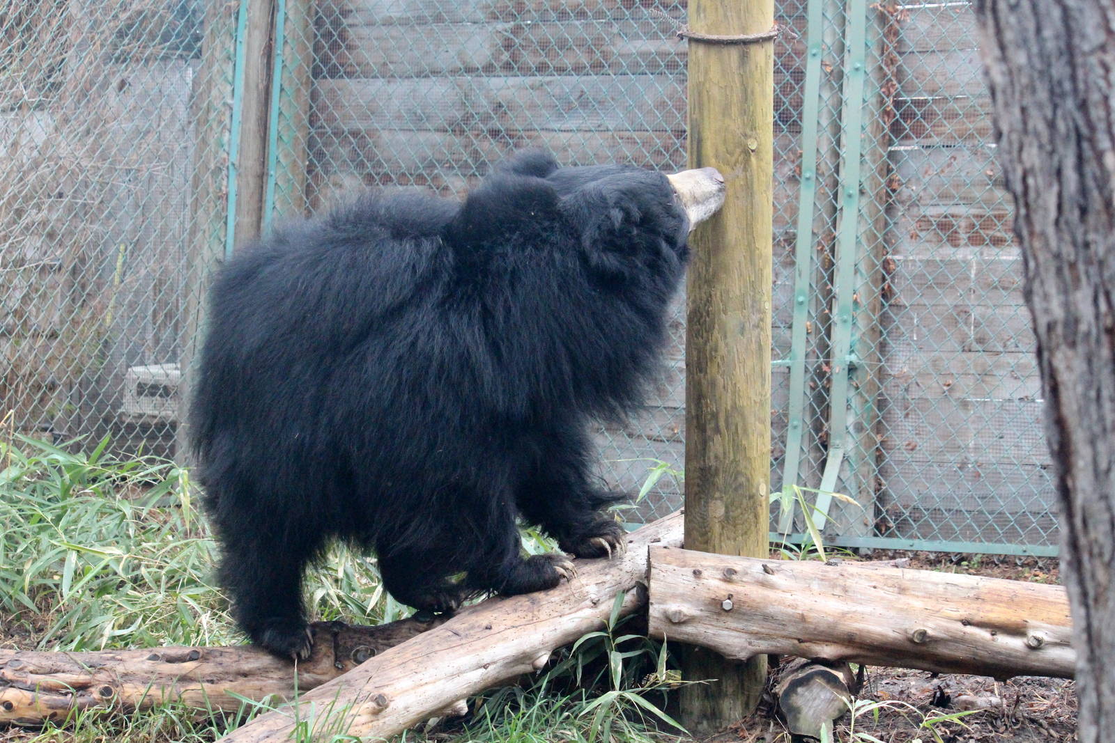 Sloth Bear