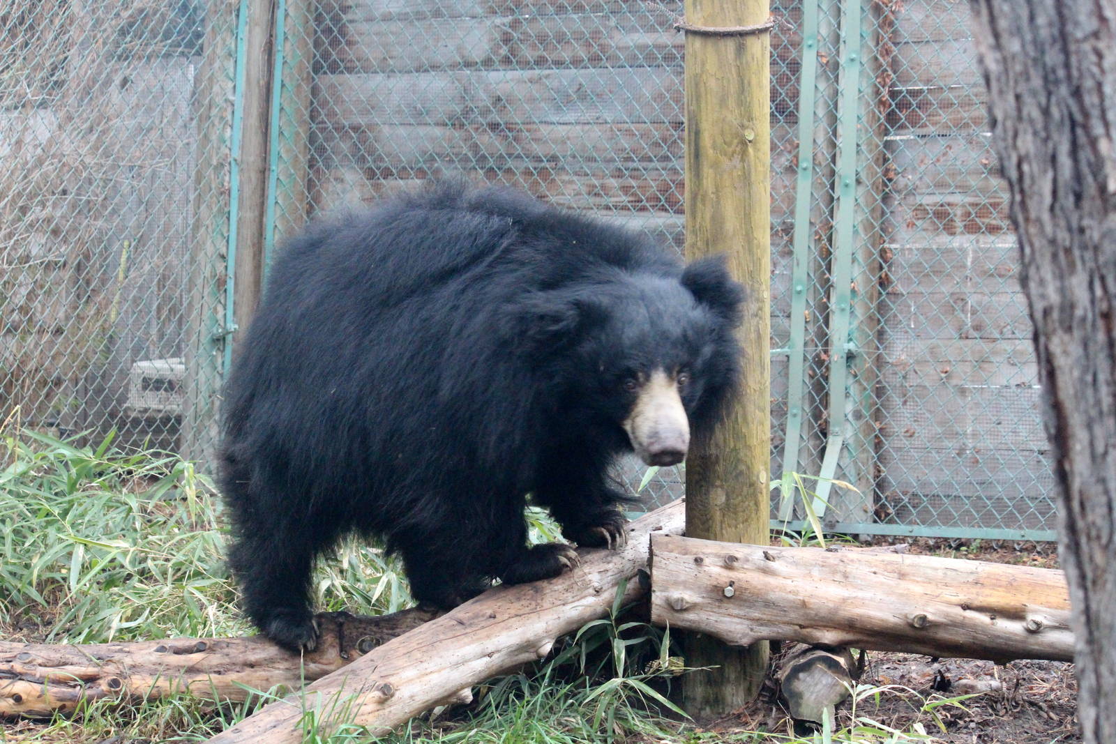 Sloth Bear