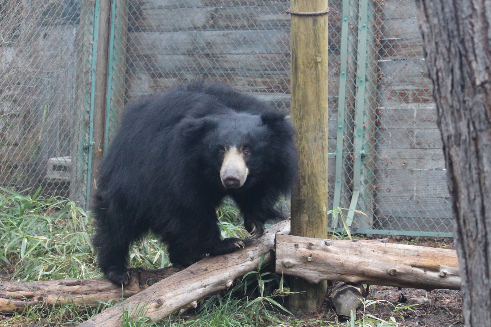 Sloth Bear