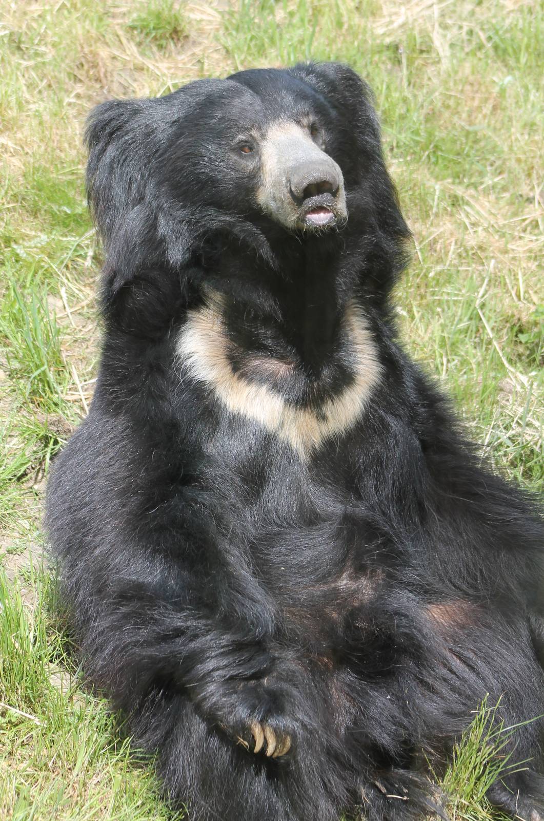 Sloth bear