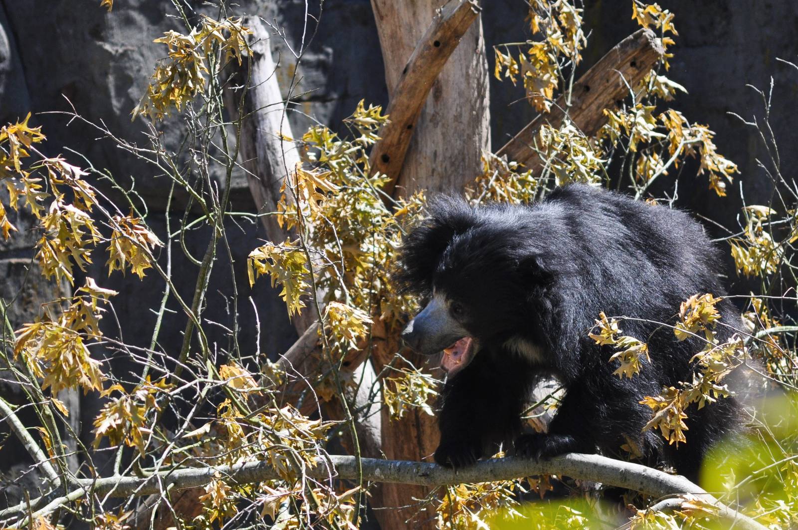 Sloth Bear