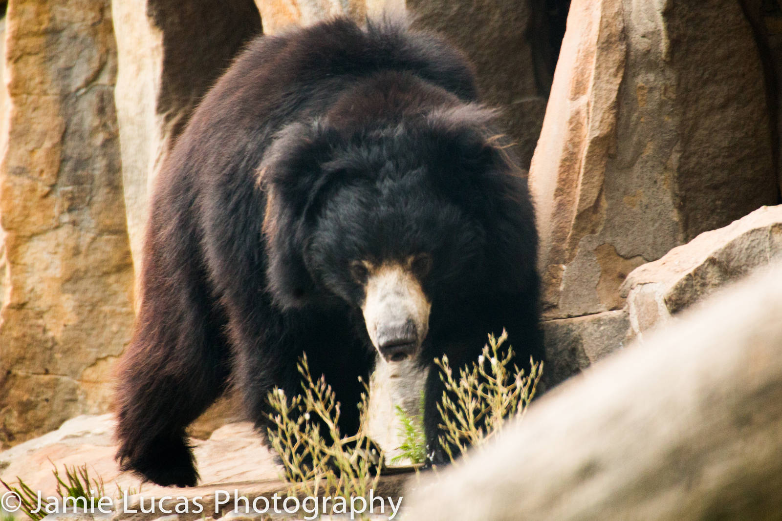 Sloth Bear