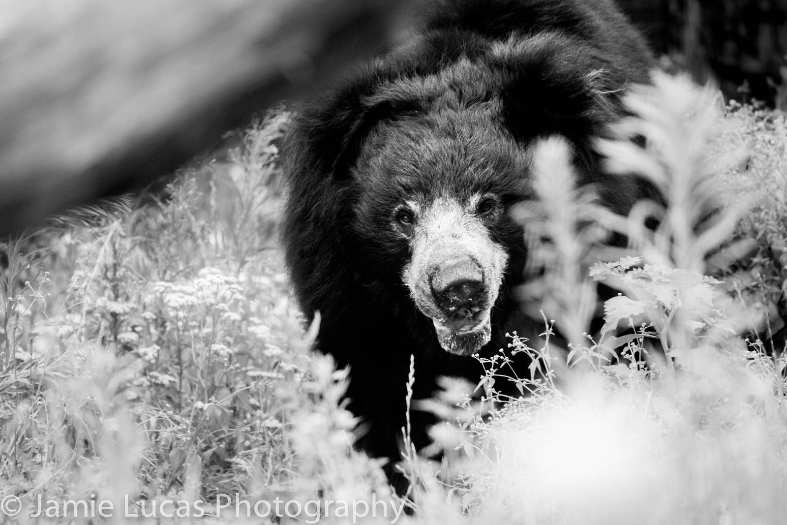 Sloth Bear