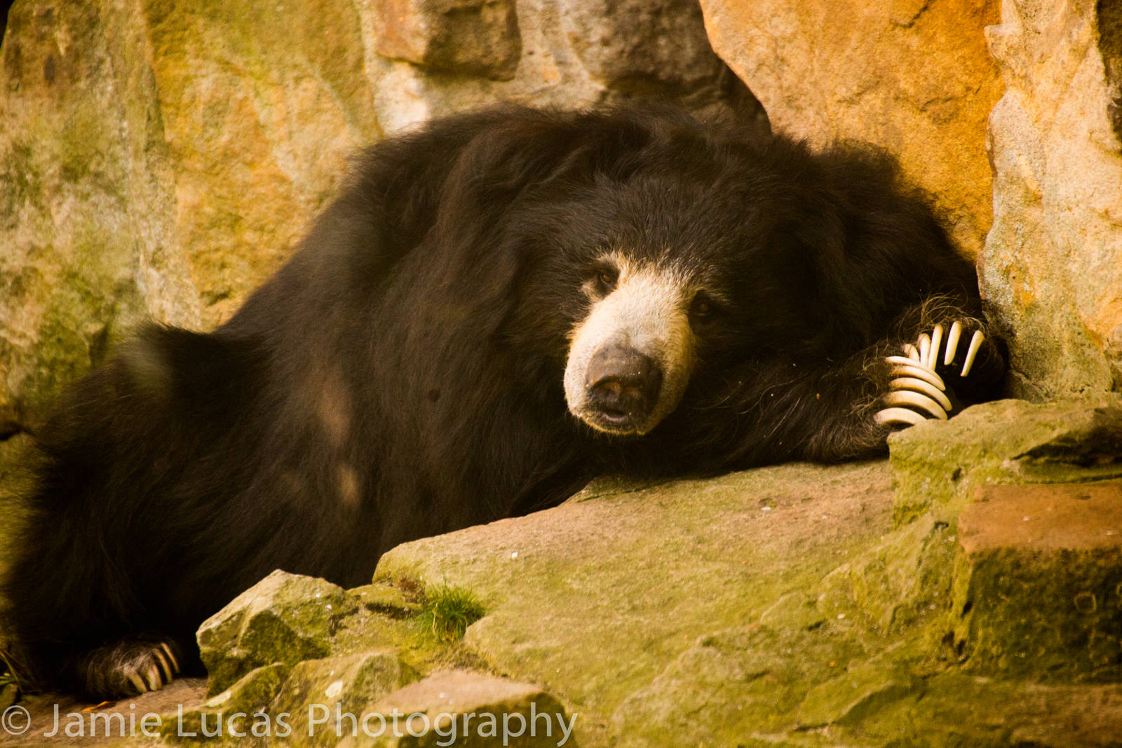 Sloth Bear