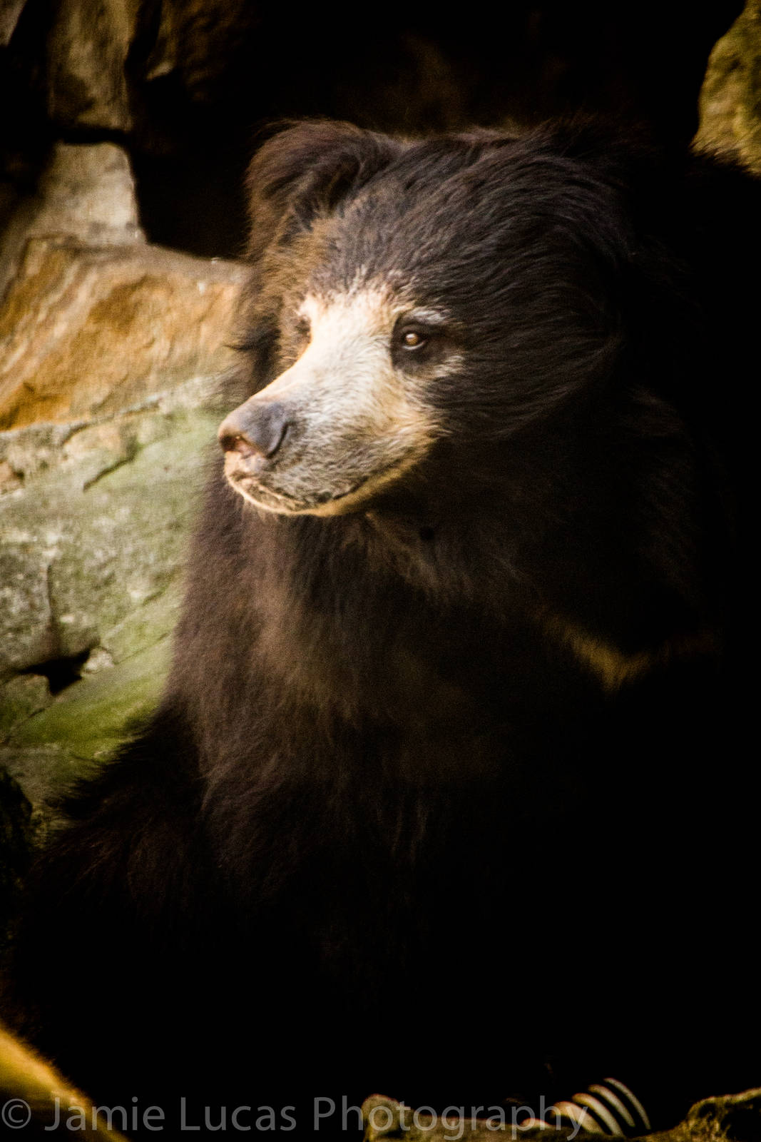 Sloth Bear
