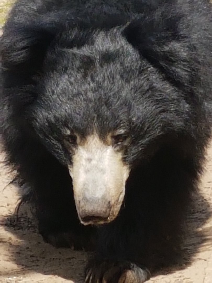 Sloth Bear