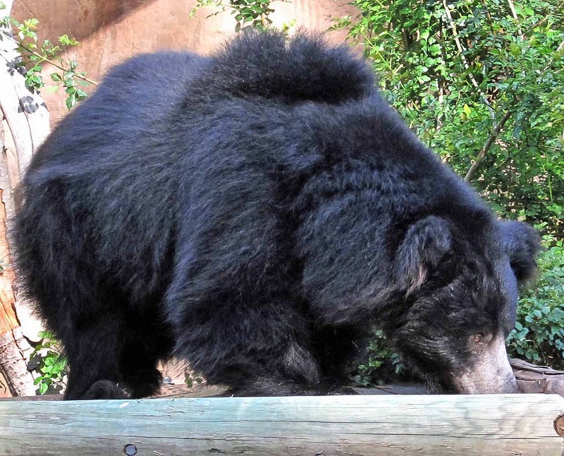 Sloth Bear