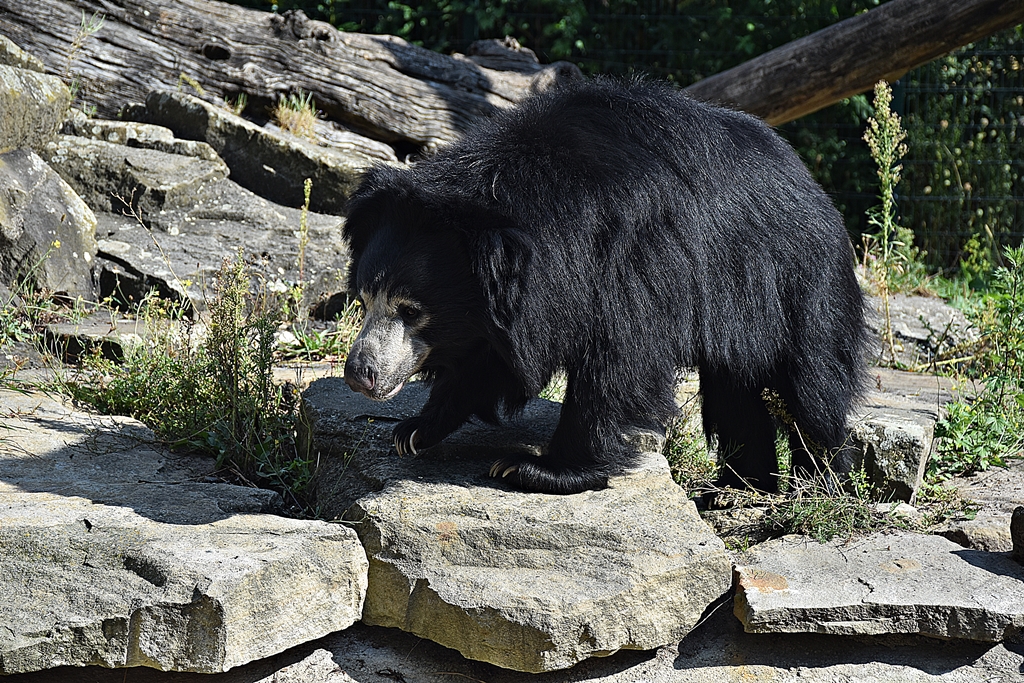 Sloth bear