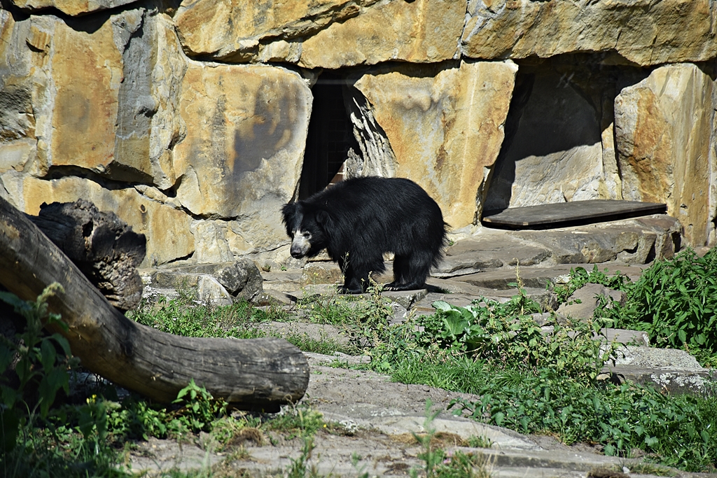 Sloth bear