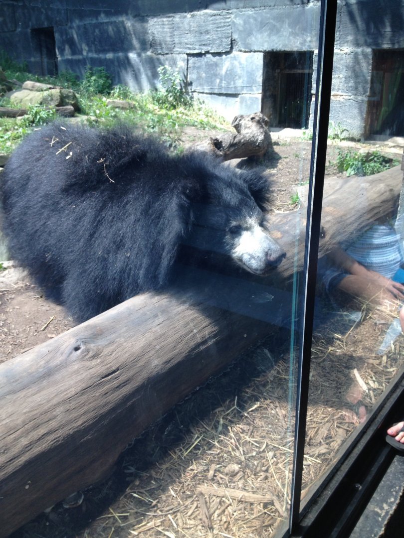 Sloth Bear