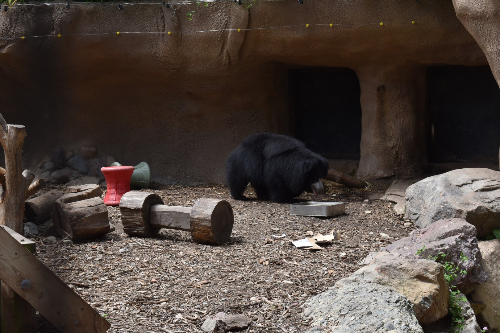 Sloth Bear