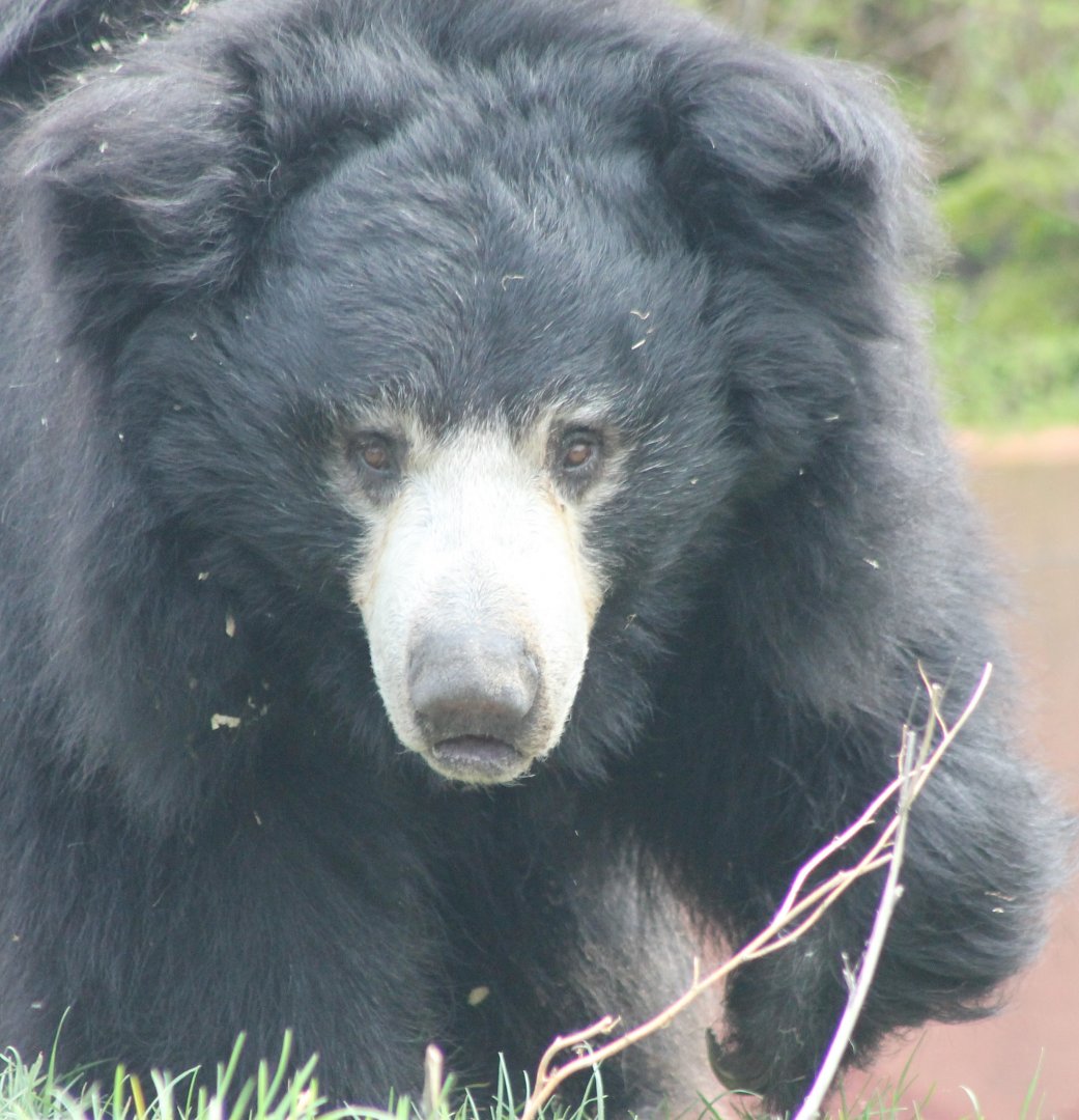 Sloth bear