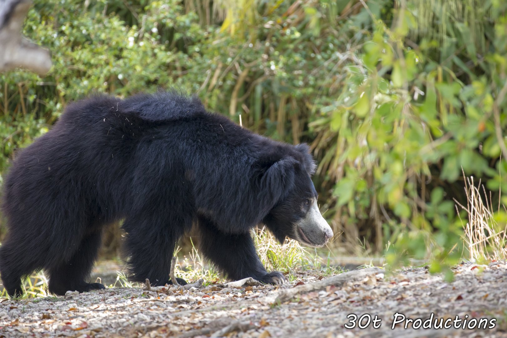Sloth Bear