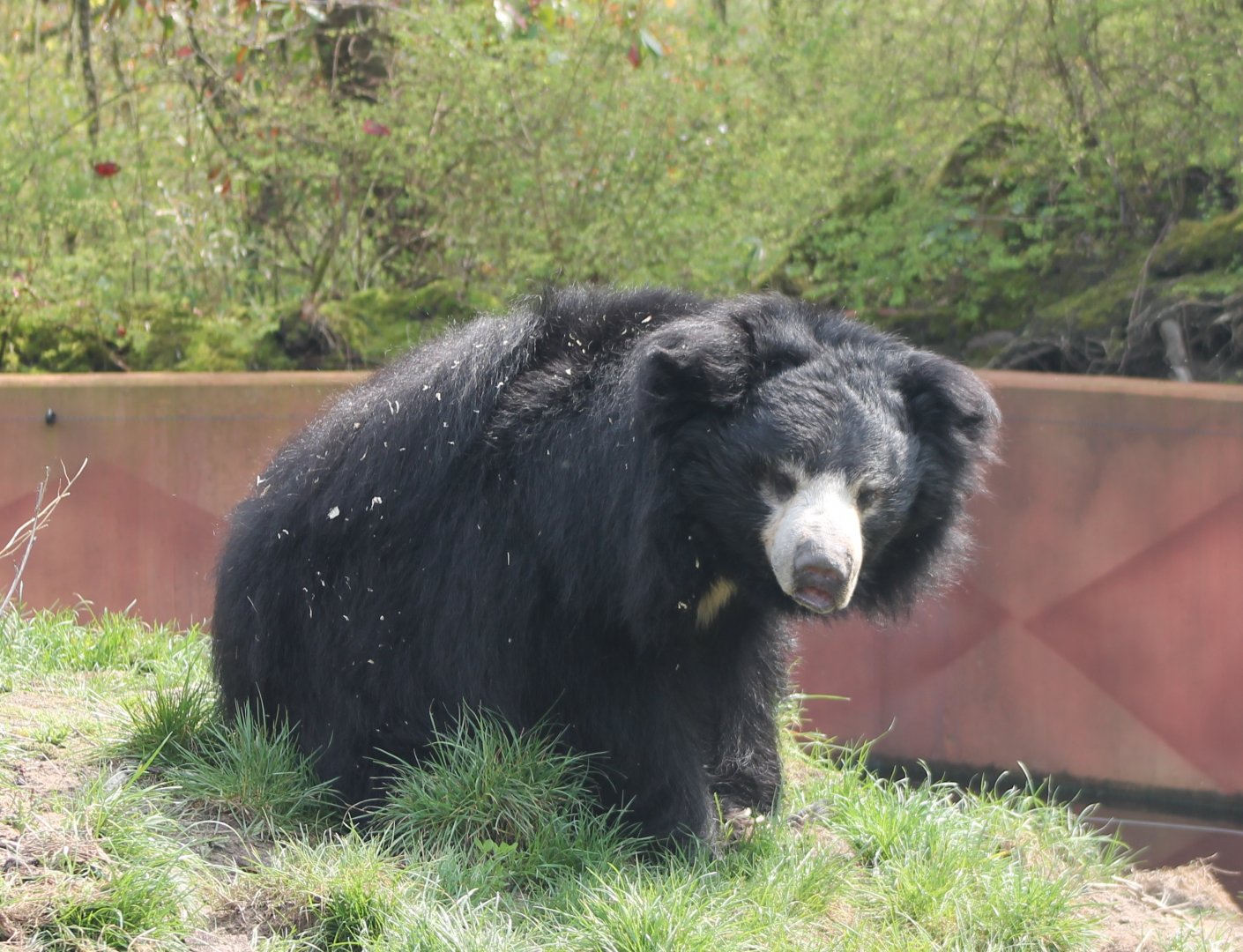 Sloth bear