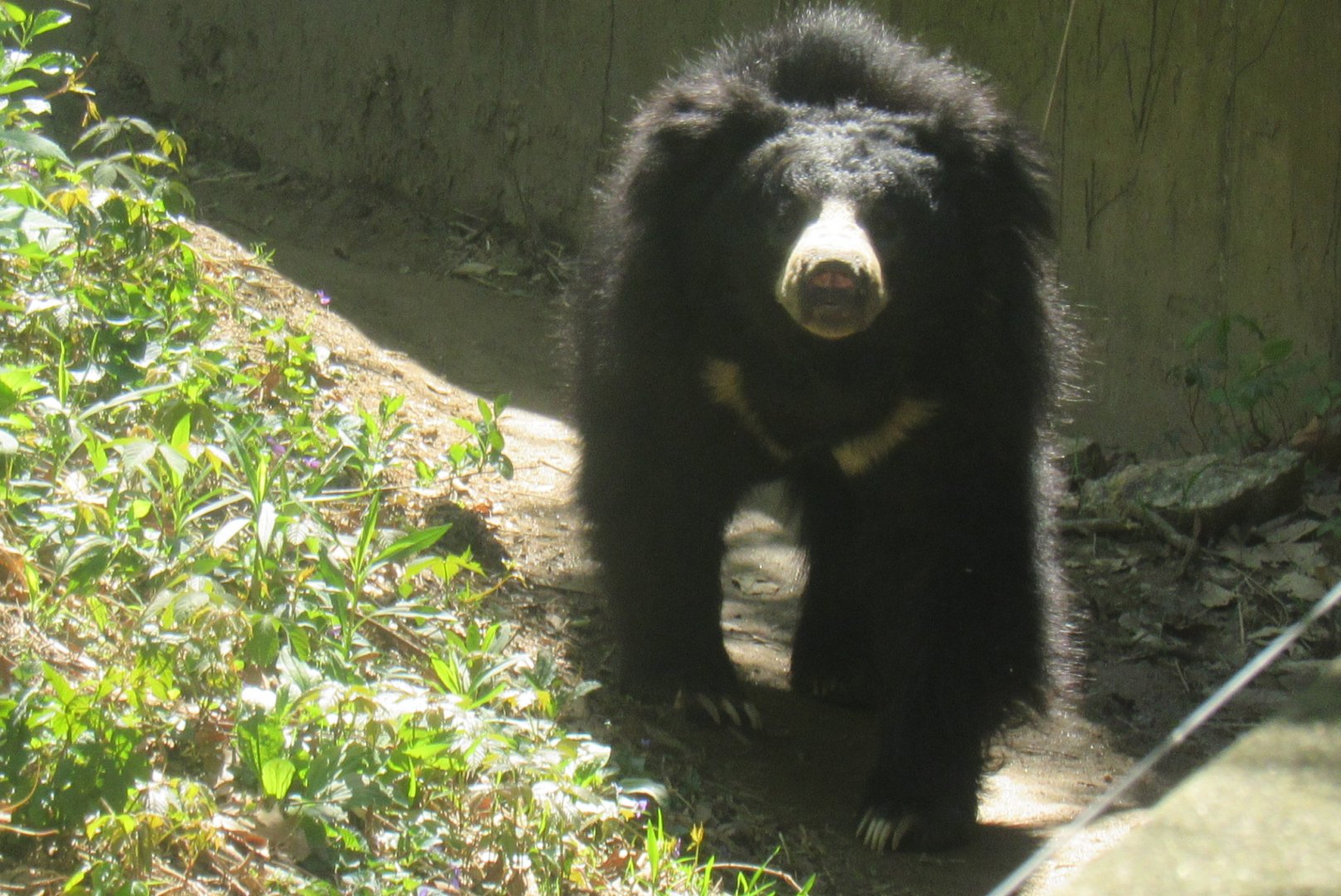 sloth bear