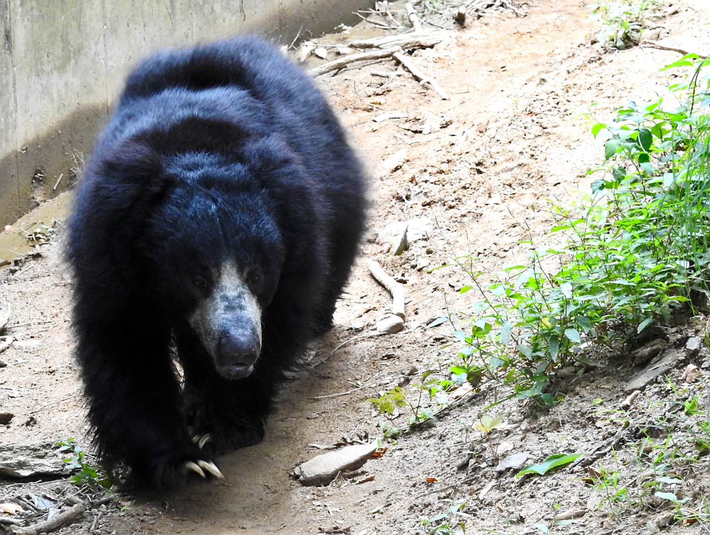 Sloth Bear