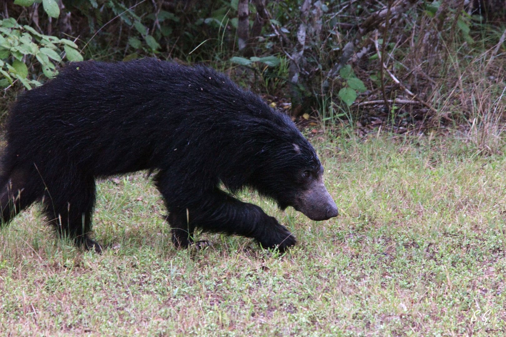 Sloth bear