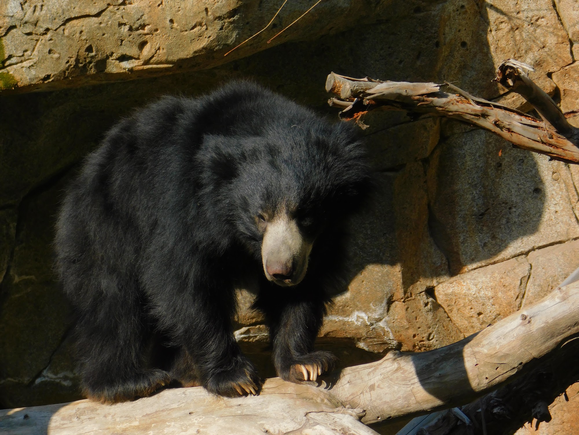 Sloth Bear