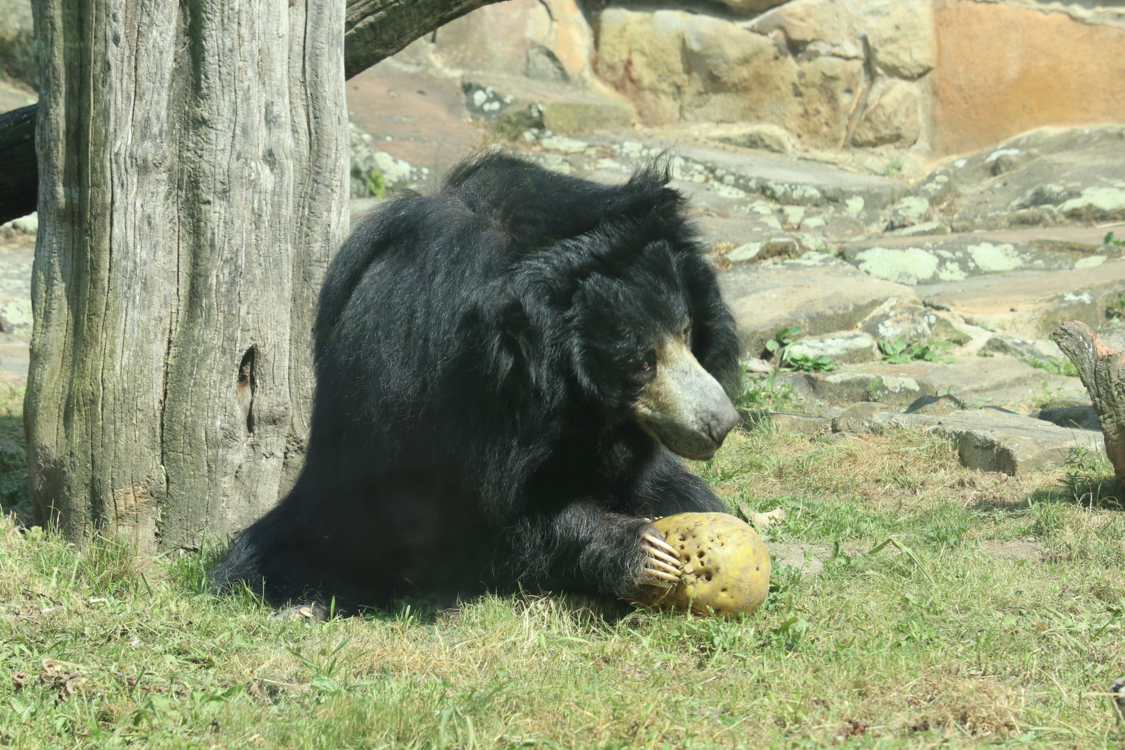 Sloth Bear