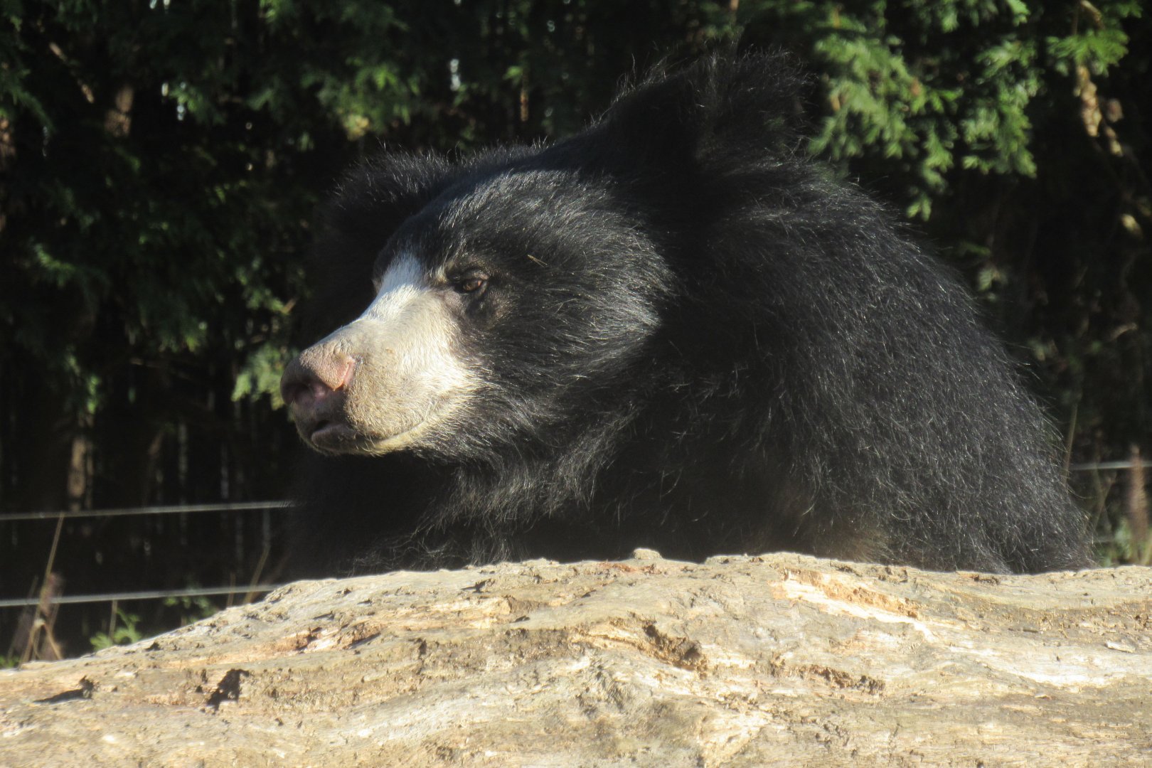 sloth bear