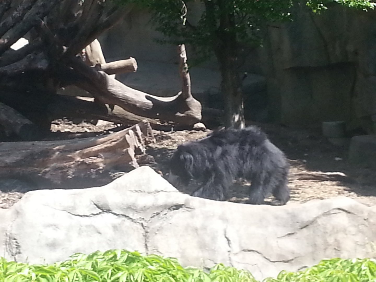 Sloth Bear
