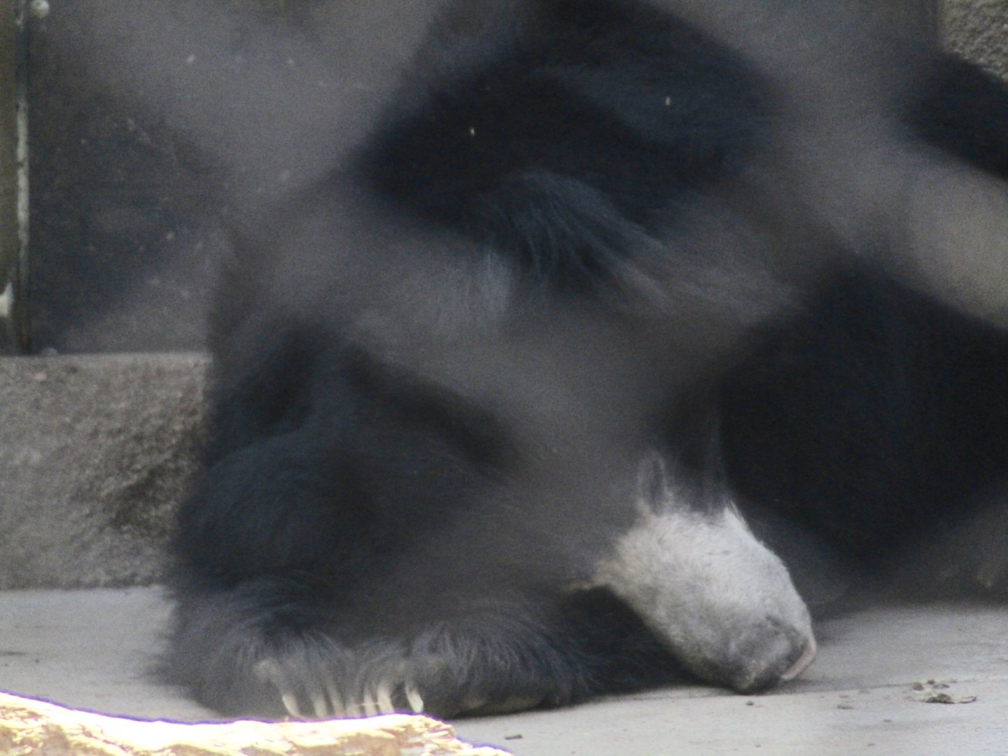 Sloth Bear