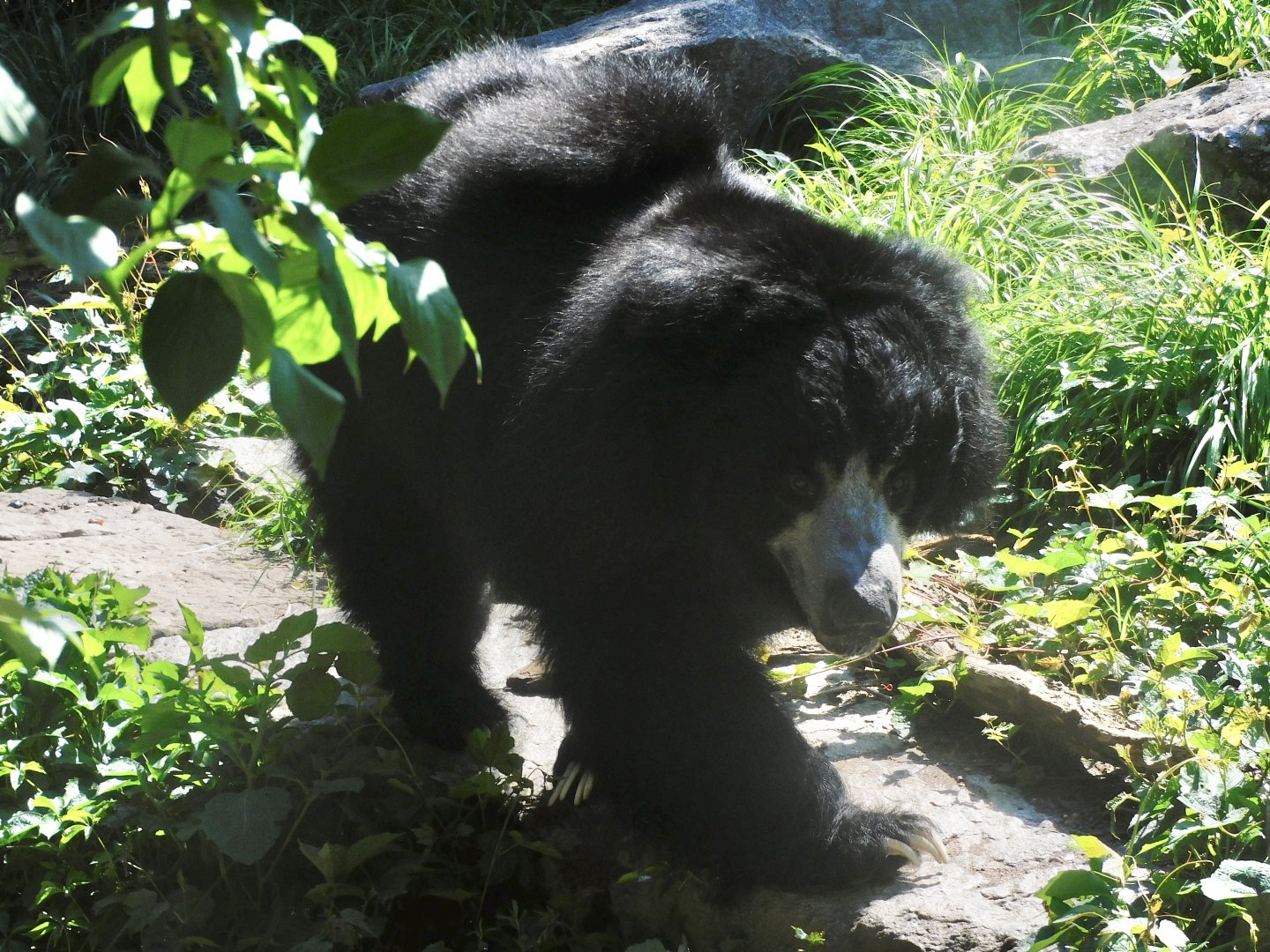 Sloth bear