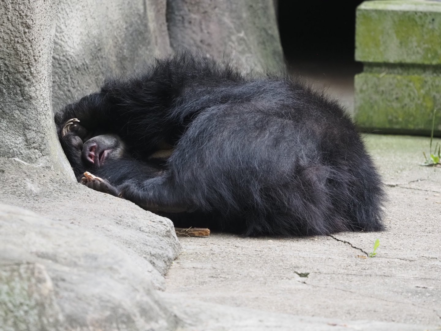 Sloth bear