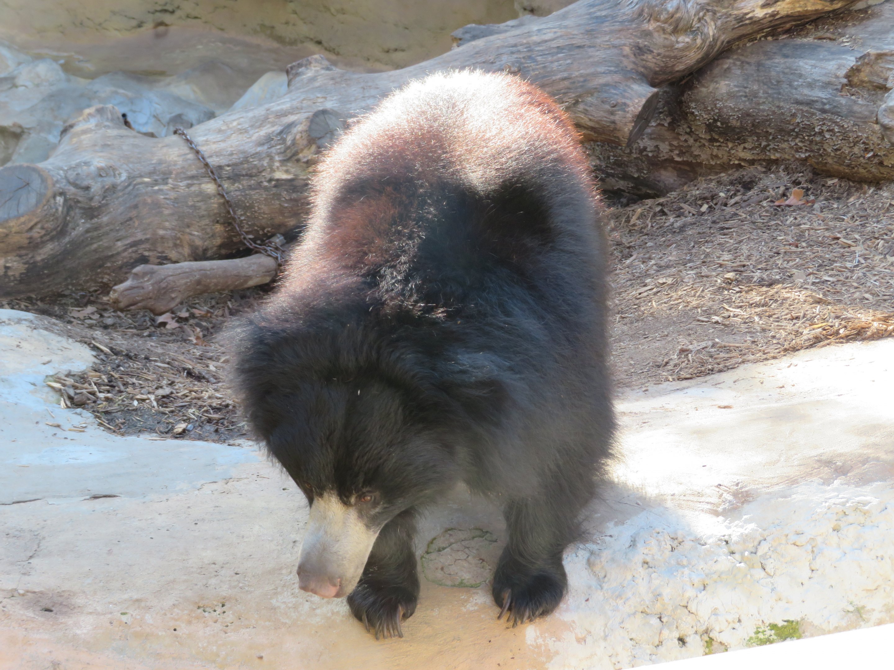 Sloth Bear