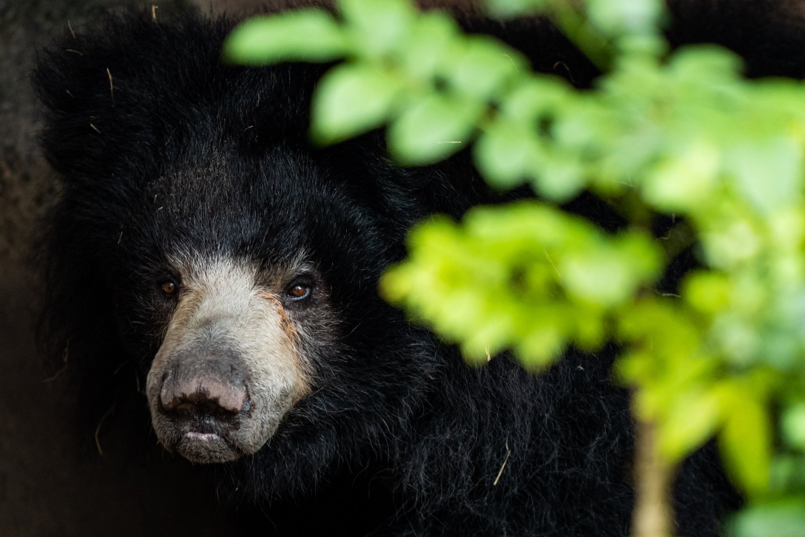 Sloth bear