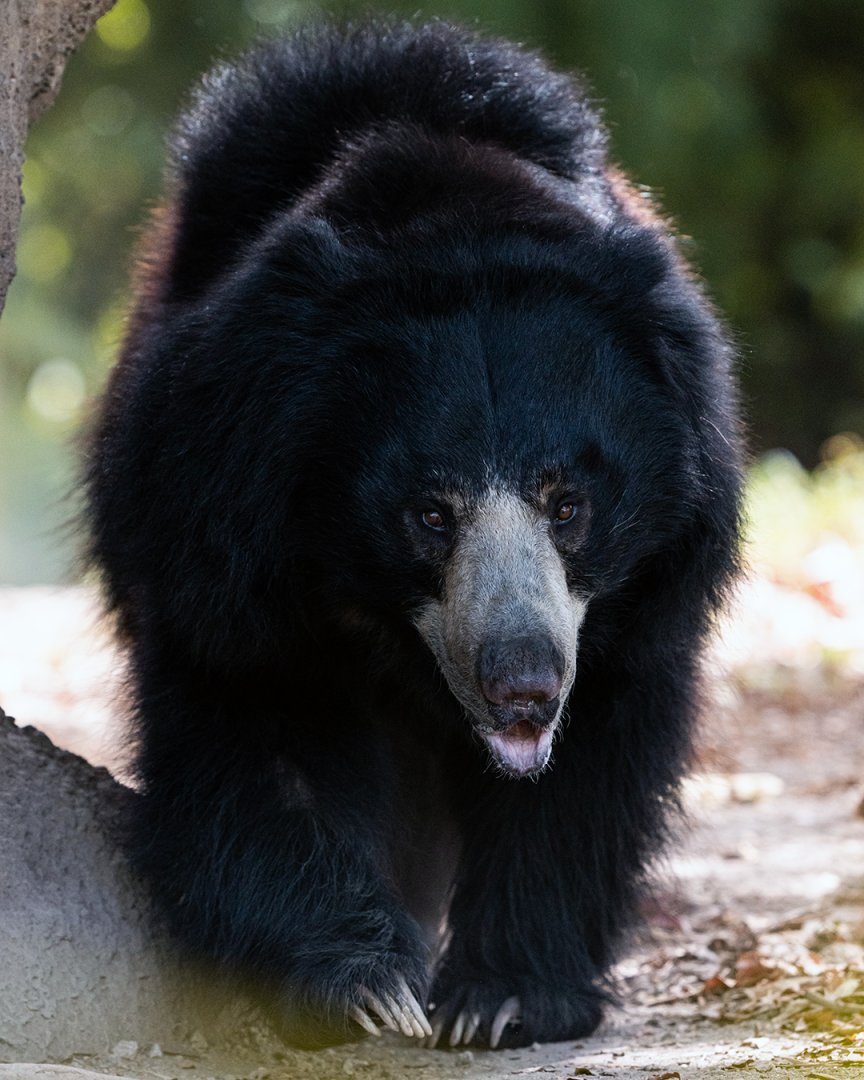 Sloth bear