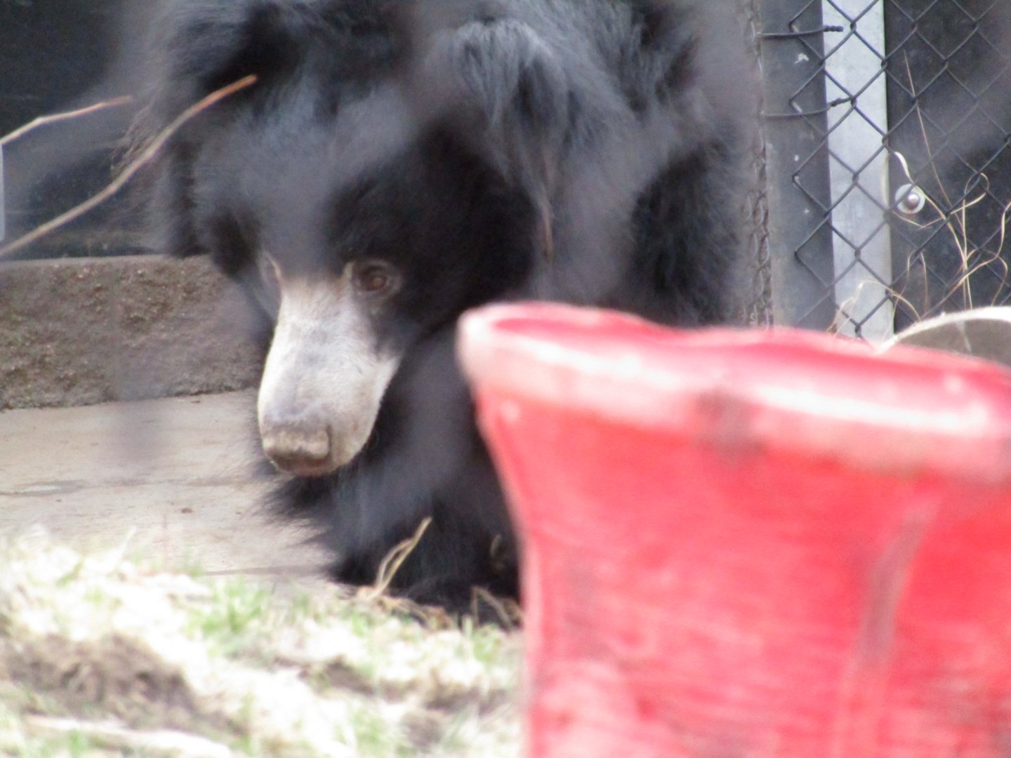 Sloth Bear