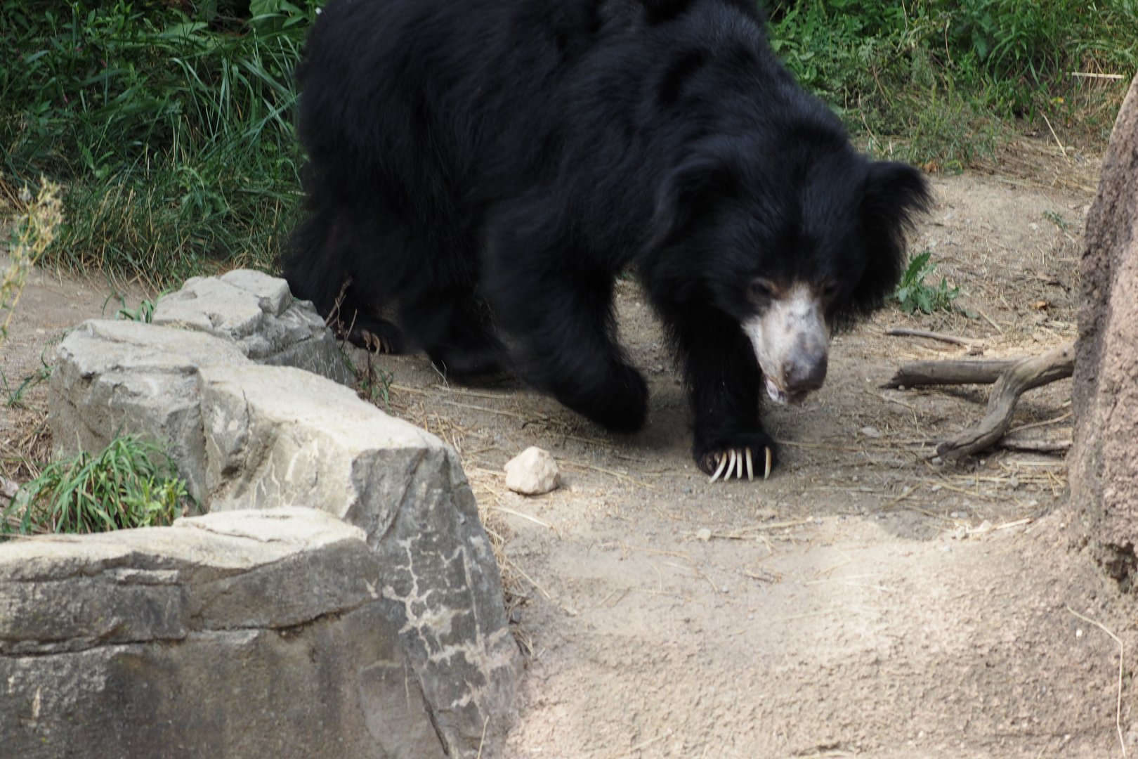 Sloth bear