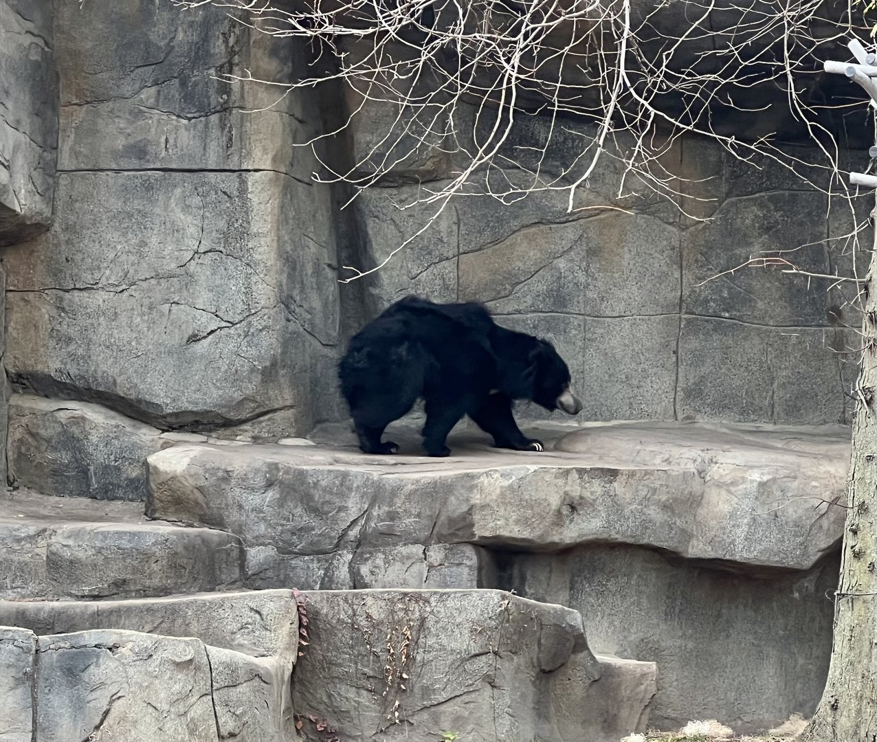 Sloth Bear