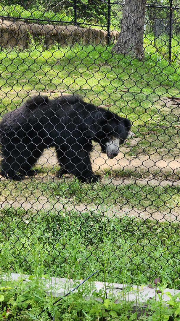 Sloth Bear