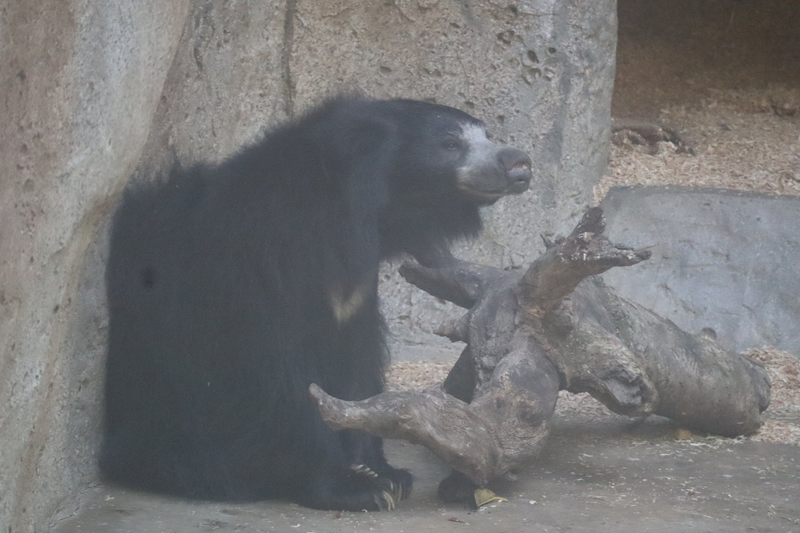 Sloth Bear