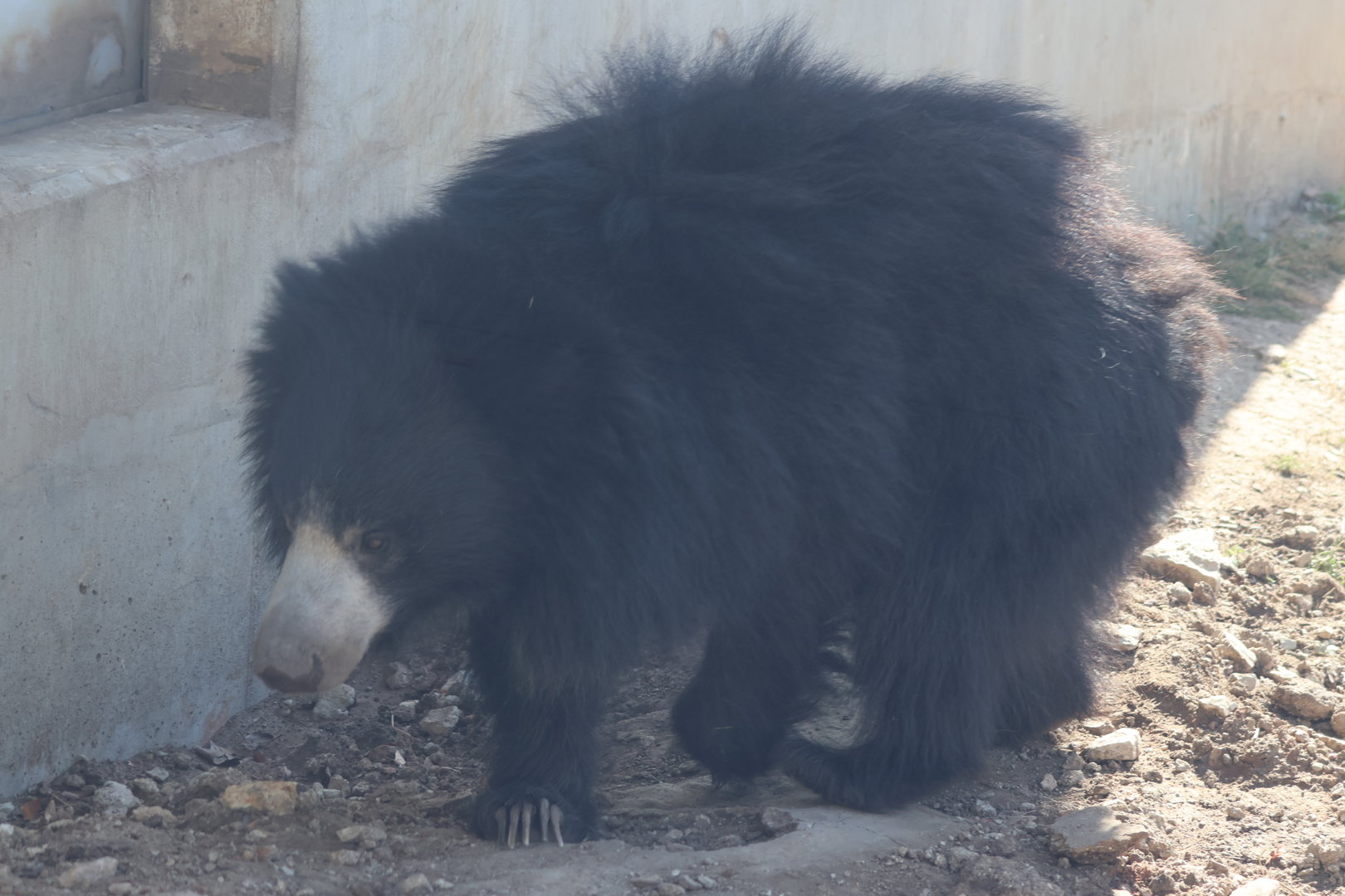 Sloth Bear