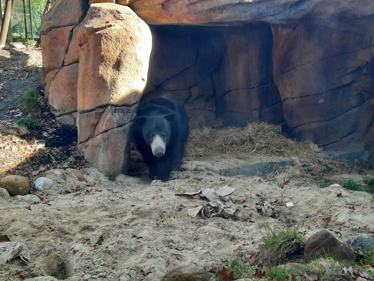 Sloth Bear
