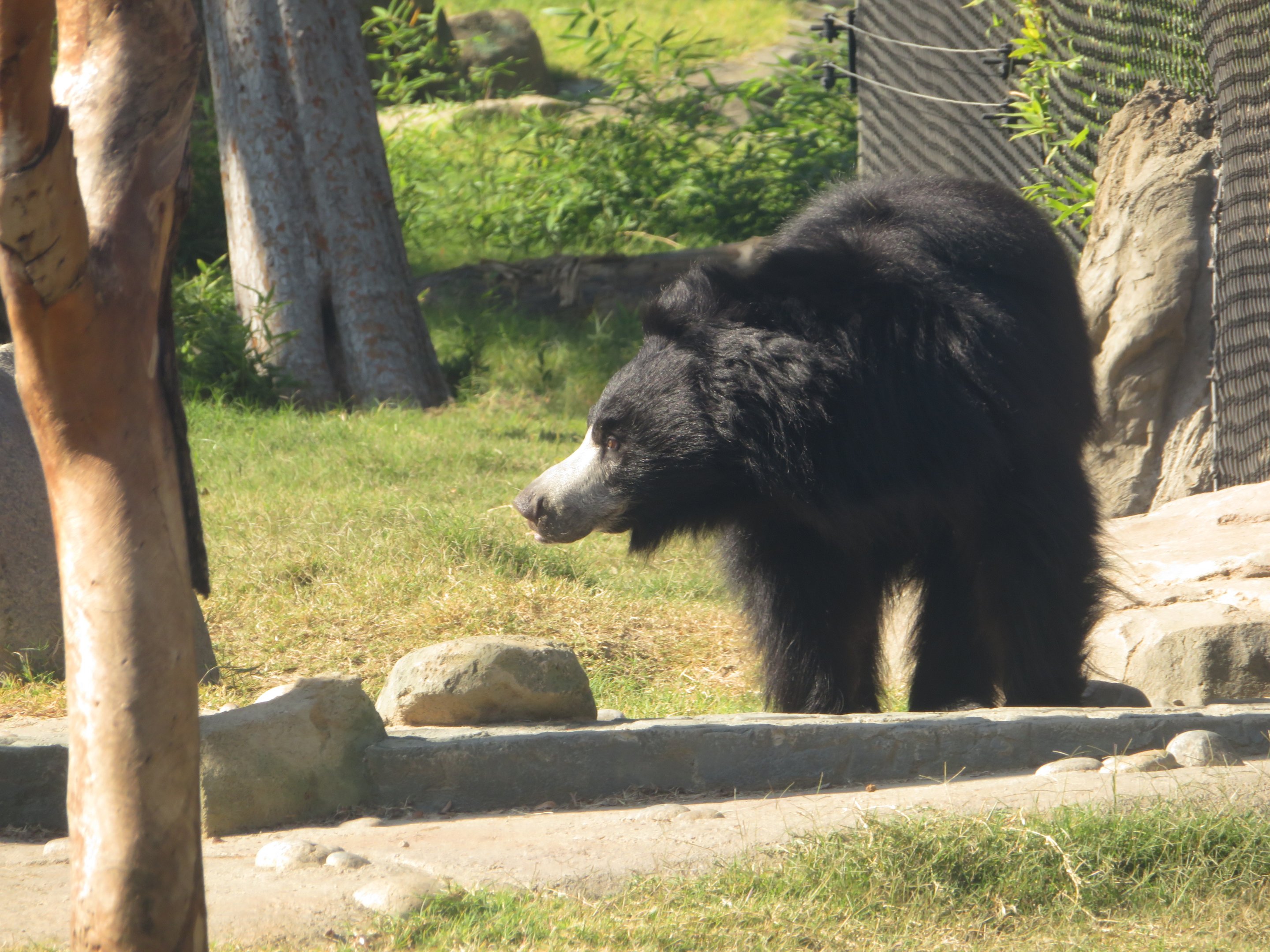 Sloth Bear