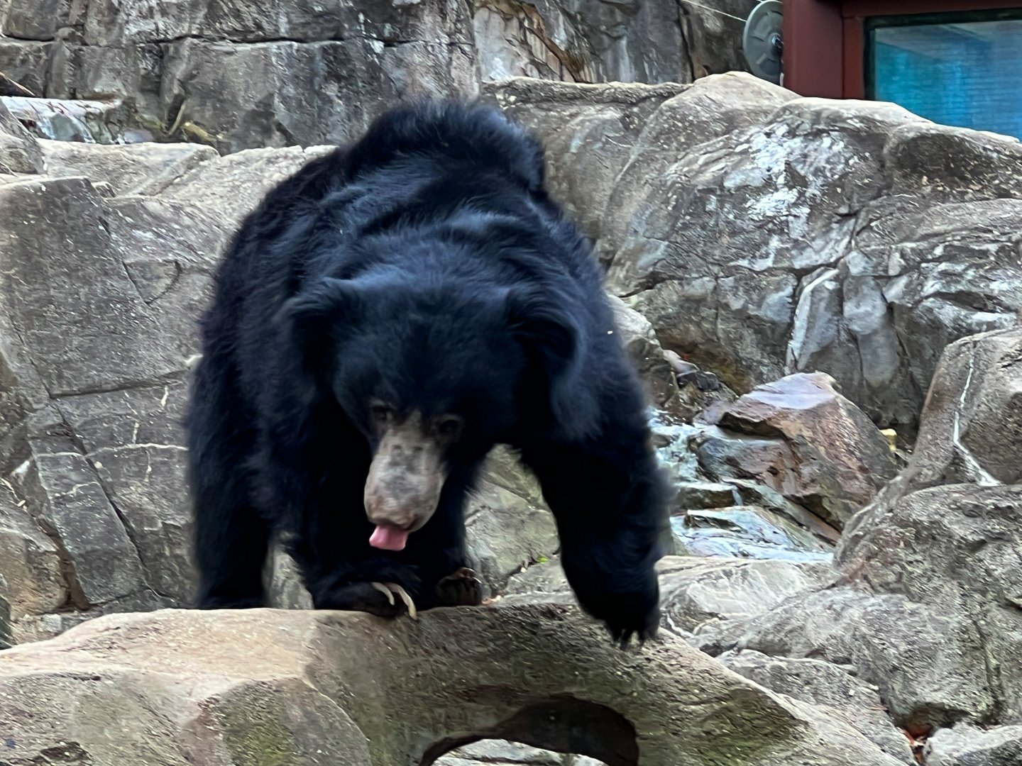 Sloth Bear