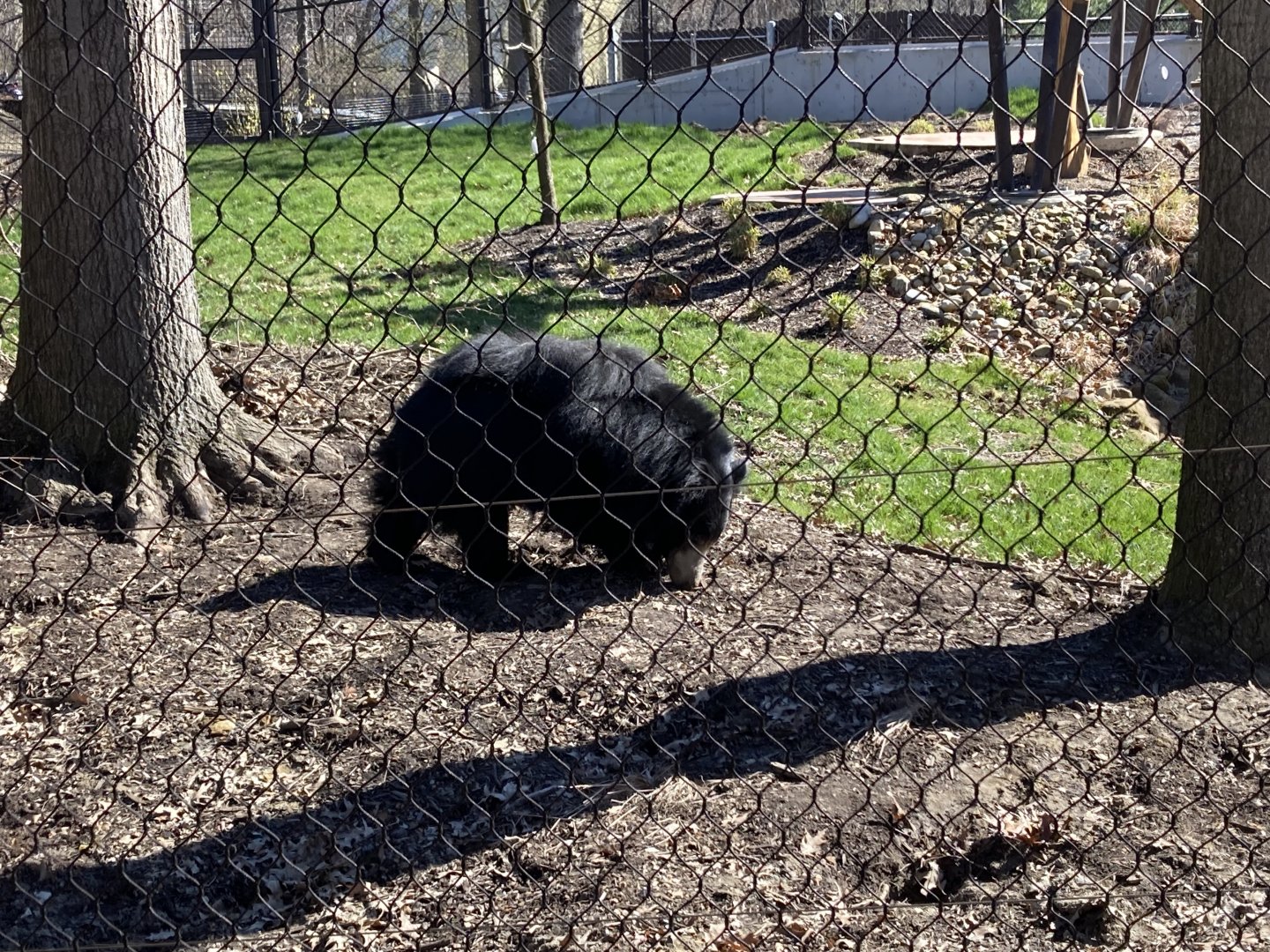 Sloth Bear