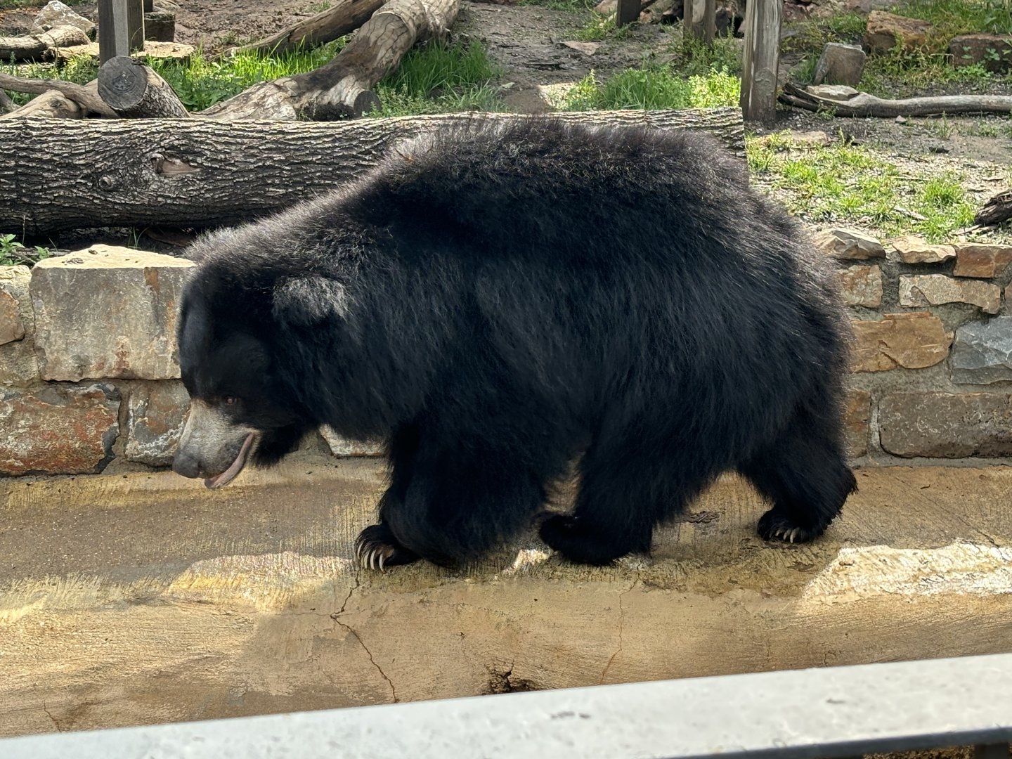 Sloth Bear