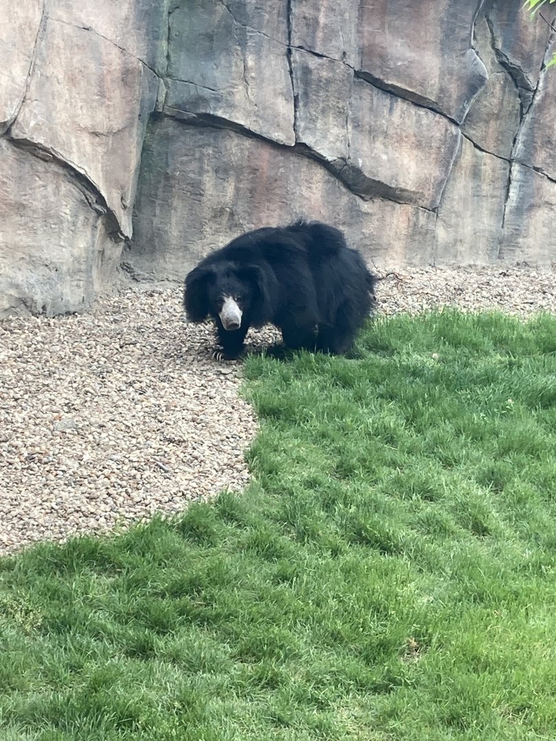 Sloth Bear