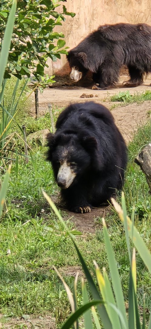 Sloth bear
